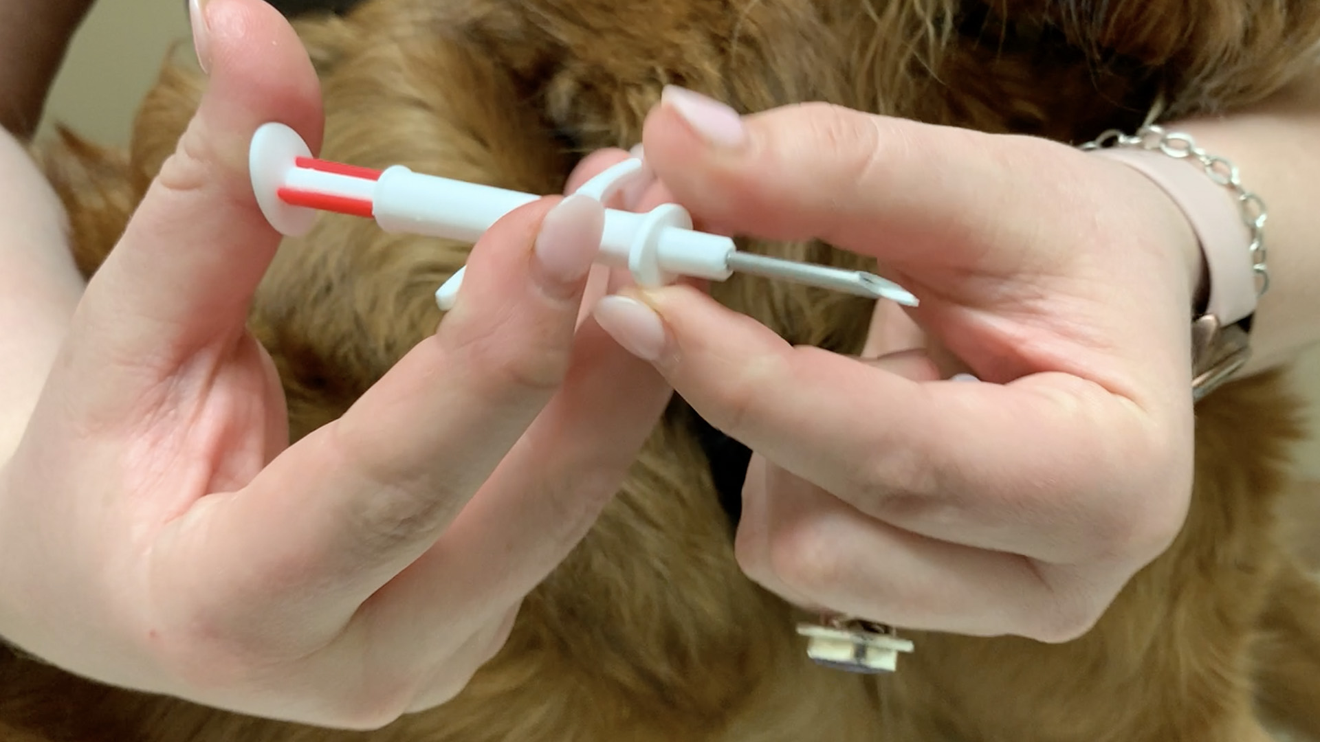 Se lleva a cabo evento para colocar microchip gratis a mascotas este