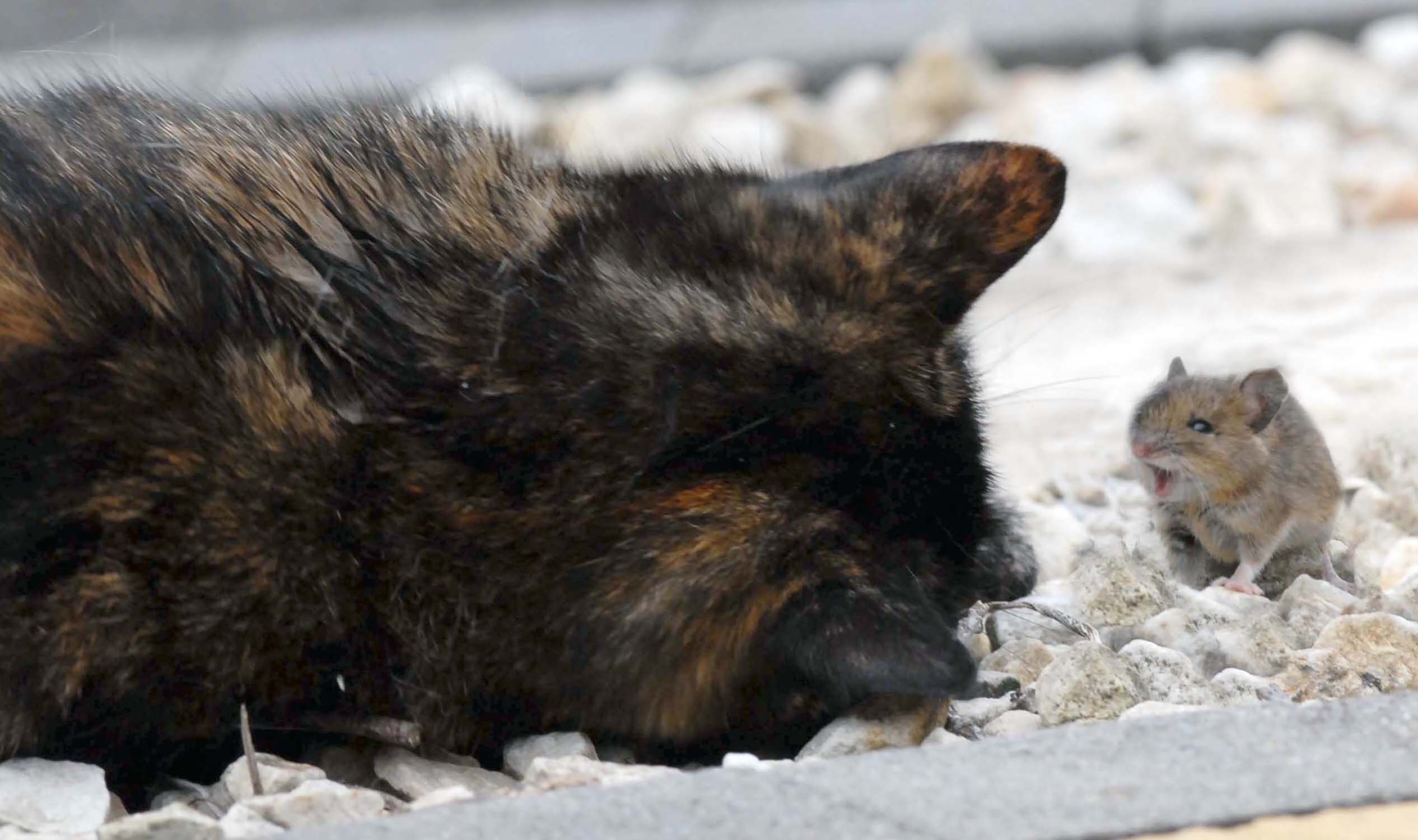 Кот ловит мышь. Кошка и мышка фото. Кошки кроме. Кот и мышь дружат. Опасны ли мыши для кошек.