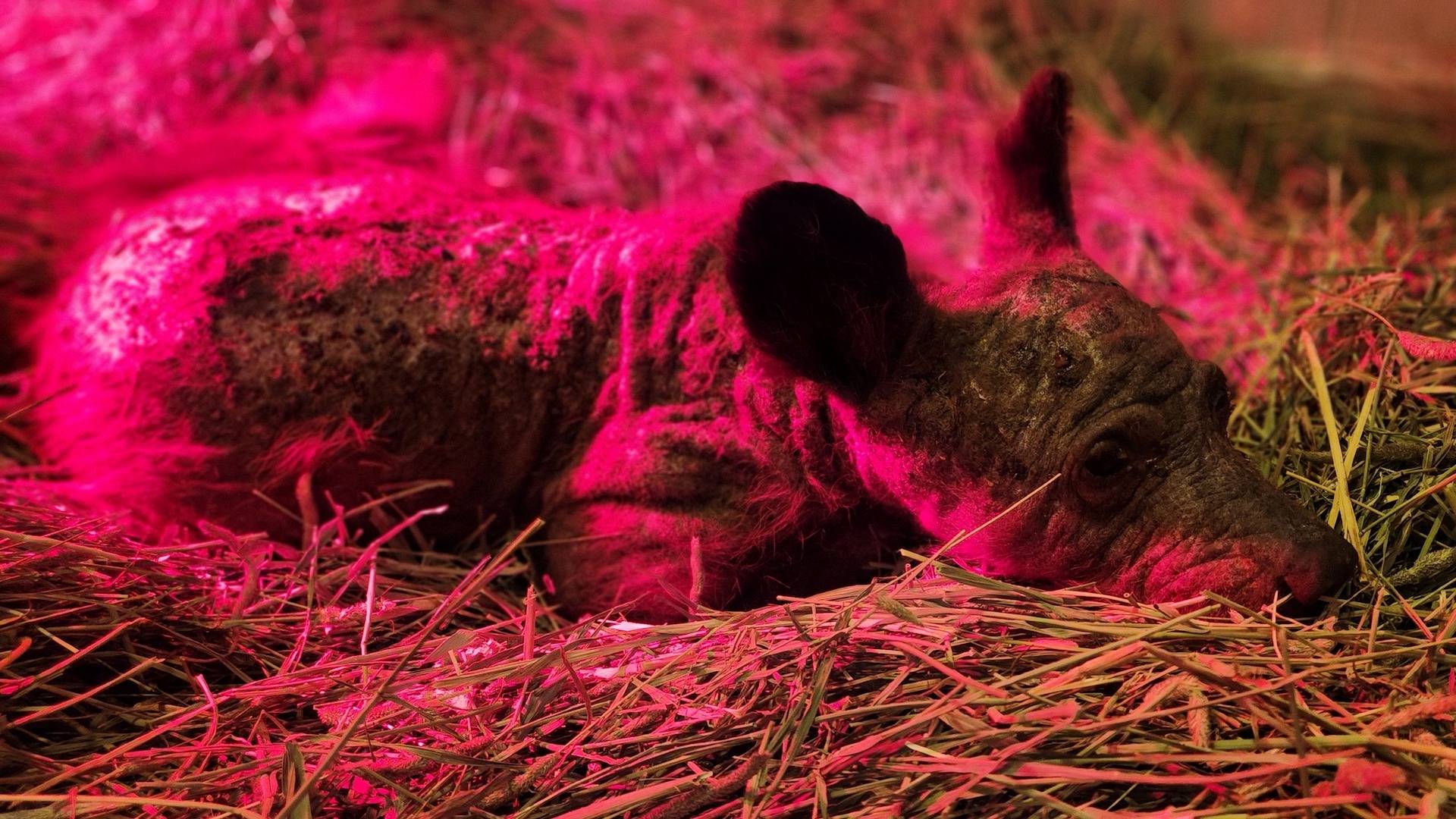 Sorprenden a oso detrás del mostrador de una heladería en South Lake Tahoe  | Univision 19 Sacramento KUVS | Univision, image size:1920x1080