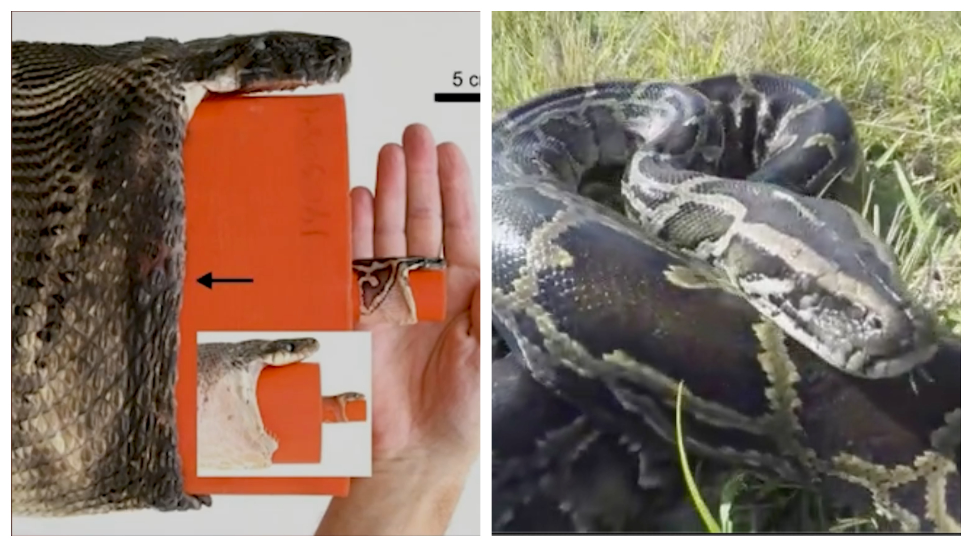 Esta es la razón por la que las pitones birmanas pueden tragarse un