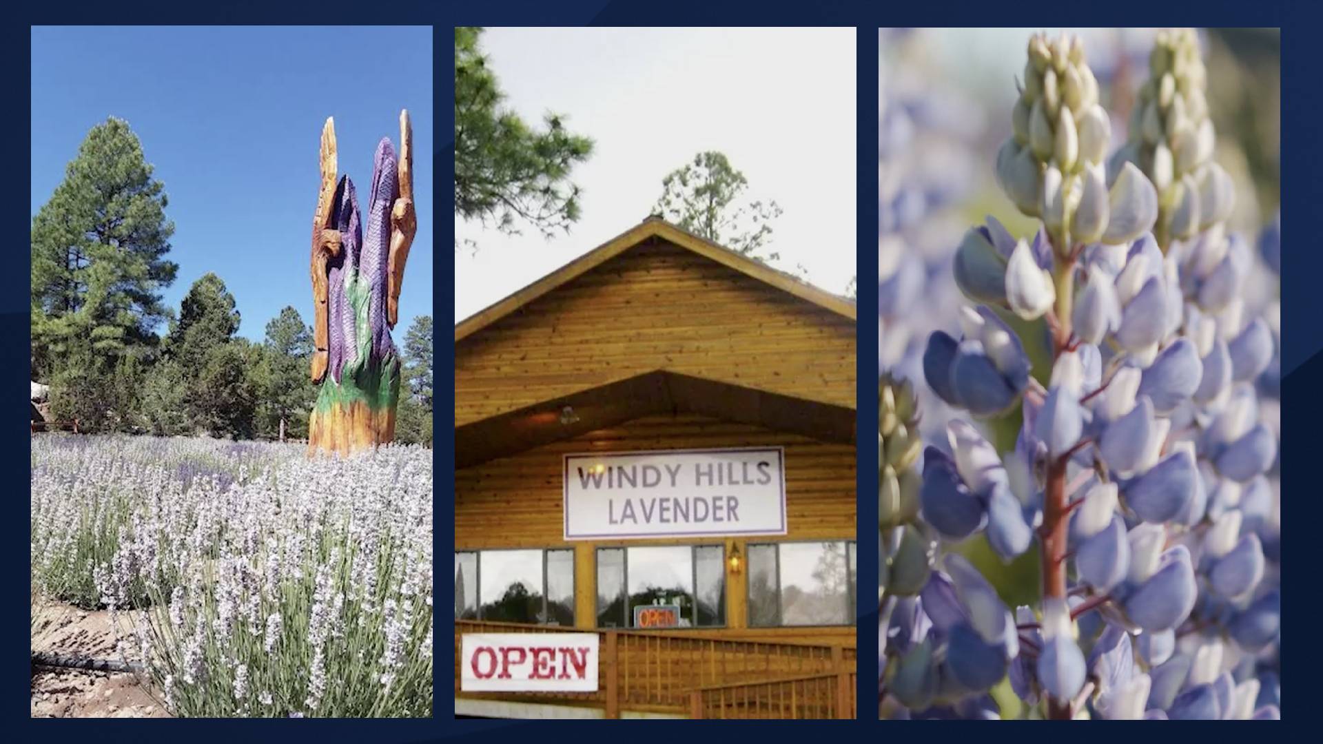 Esta boutique de Arizona en Windy Hills Lavender Farm LLC cuenta con