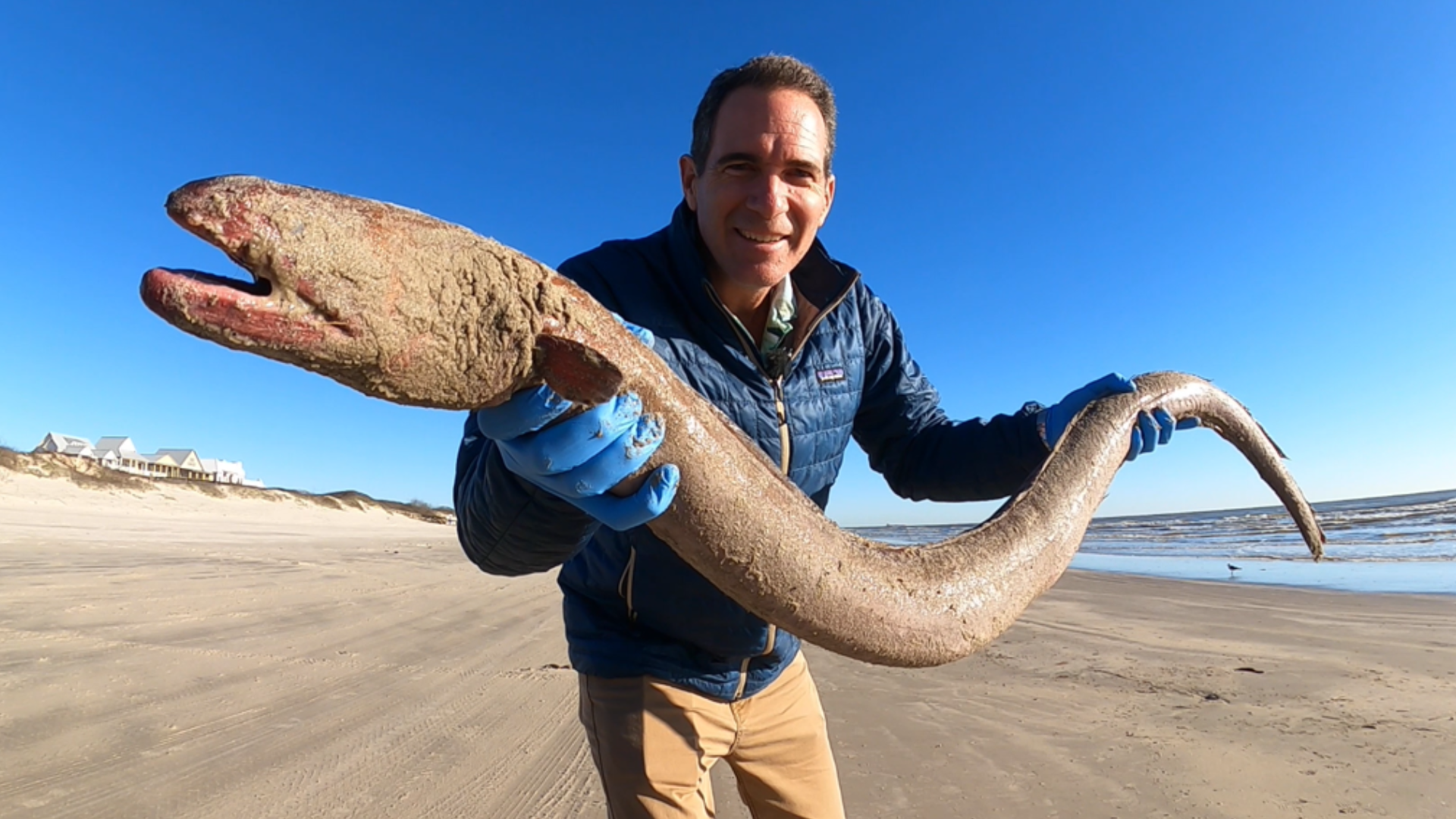 Jace Tunnell encuentra una enorme anguila americana en la isla Mustang, en  Texas | Univision 41 San Antonio KWEX | Univision, image size:1920x1080