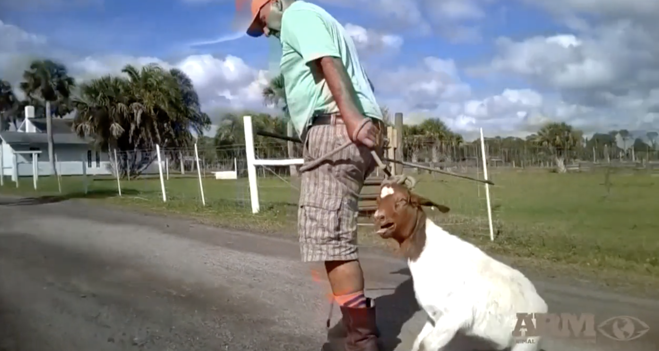 Llegan a Miami tres tigres que eran maltratados en un circo de Guatemala |  Univision 23 Miami WLTV | Univision, image size:2496x1330