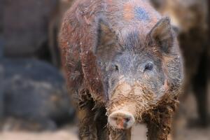 freno invasión cerdos salvajes puerto rico 