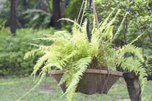 plantas-para-balcones-2.jpg