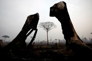 A tract of Amazon jungle is seen after a fire in Boca do Acre