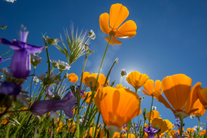 Tiempo en Dallas – Fort Worth, Texas