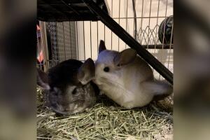 GALERIA ANIMALES/ANIMALESEXOTICOS6.jpg