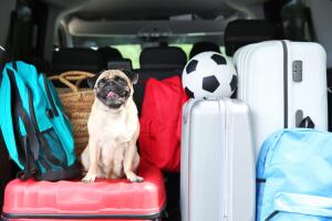 Auto mascota viaje