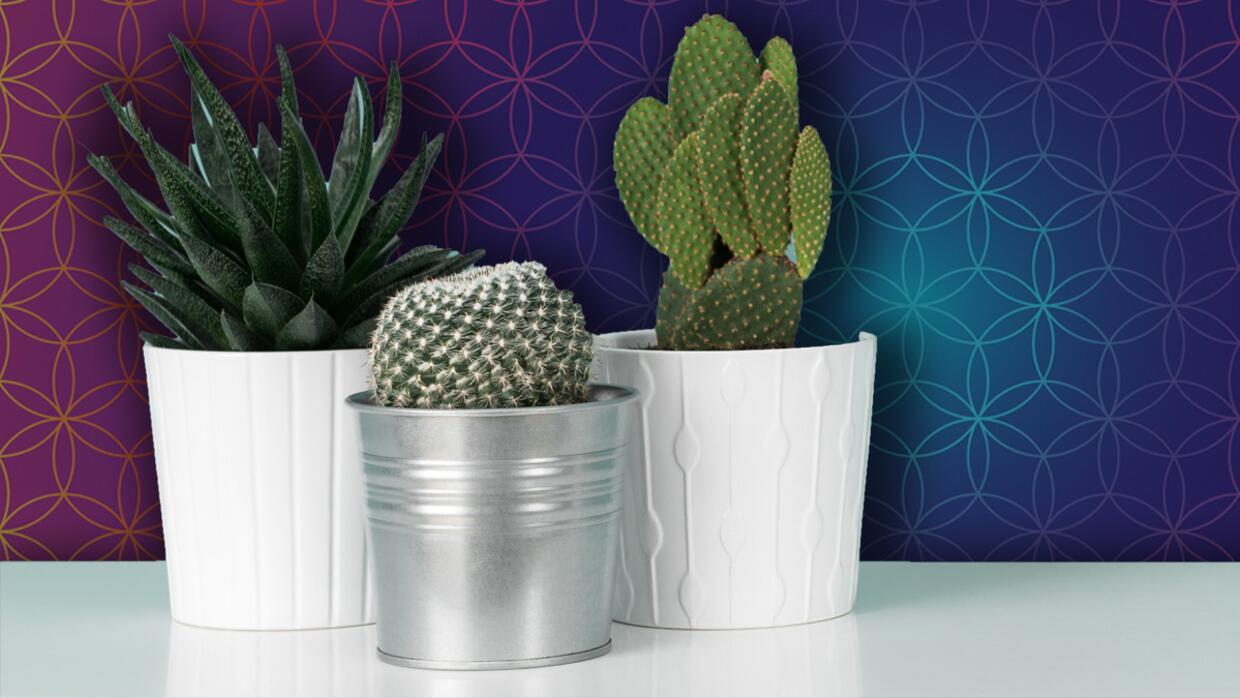 Planta Abre Caminos Para Que Sirve Plantas que te pueden proteger contra maldiciones | Horóscopos | Univision