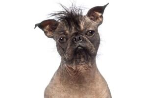 Cachorro feio