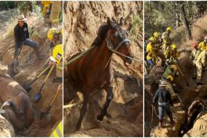 caballo Poncho historia fotos rescate Sylmar 