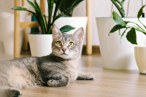 A beautiful adult gray cat lies on the floor in an apartment against a background of green indoor flowers. Interior of a modern scandinavian style apartment