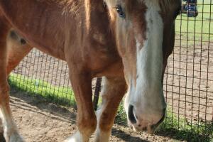 SPCA crueldad animal Texas