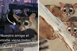 collage_cacomixtle.png