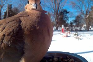 MourningDove.jpg