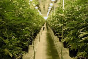 Marijuana Cultivation Center In Nevada Ramps Up Production As State Legalizes Recreation Use Of Weed