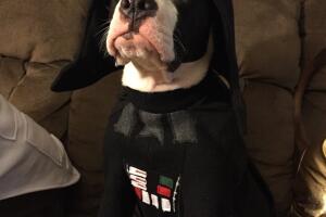 pets-star-wars_1.jpg