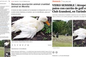 Foto del pato usada para reporte sobre pato Merlín es del 2022.