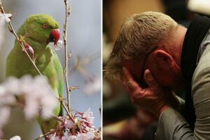 Un abogado compartió en X que uno de sus clientes se enteró de la infidelidad de su esposa por la frase que repitió uno de sus loros.