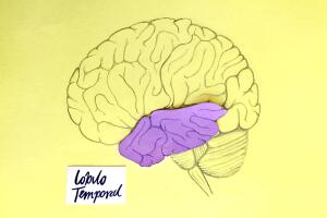 desarrollar el cerebro