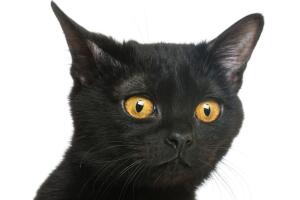 razas-de-gatos-bombay-2.jpg