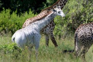 jirafa_blanca_encontrada_en_tanzania3.jpg