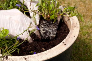 erro-cuidado-planta-2.jpg