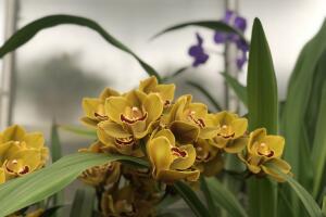 Orquideas Longwood Gardens 4 