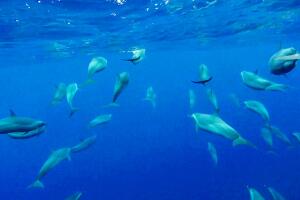 Volvo Ocean Race 2014-2015 - Leg 2