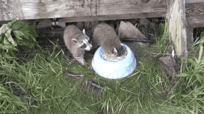 tumblr_nrvhzi9imc1s02vreo1_400.gif