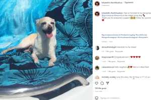 perro más viejo del mundo.png