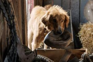 a-dogs-purpose-pelicula