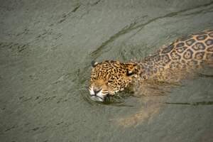 5-interesantes-diferencias-entre-leopardos-y-jaguares-5.jpg