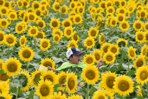 girasoles-amarillos.png