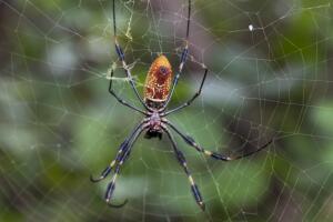 Araña tejiendo su telaraña