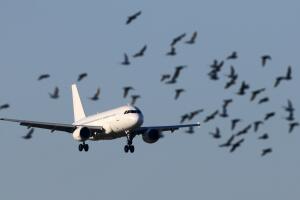pajaros_con_un_avion.jpg