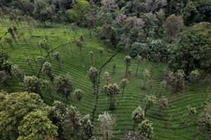 arboles-no-respirar (3).png