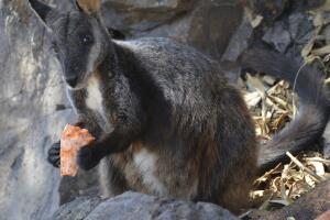 Australia Wildfires Wildlife