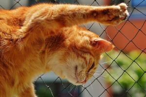 carlos-monsivais-gato-7.jpg