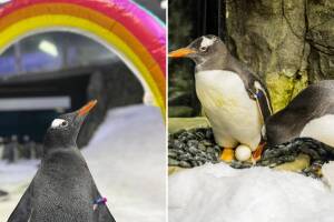  ¡Adiós a Sphen! Muere el pingüino gay más famoso del mundo (nos deja una hermosa historia de amor)