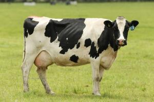 Vaca lechera