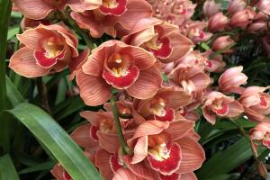 Orquídeas Longwood Gardens 1`1