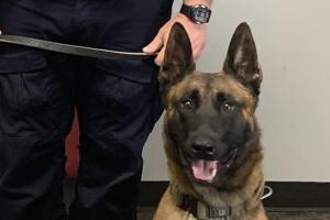 PERRO_POLICIA_7.jpg