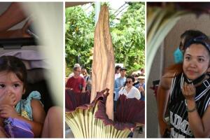 Flor cadáver San Marino zonas más caras de Los Ángeles y EEUU