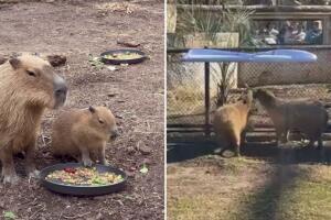Capibaras Zoológico San Antonio