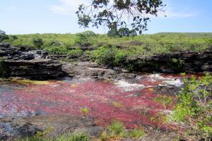 Caño_Cristales1.JPG
