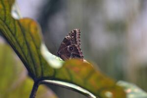 Ya abrió nuevo conservatorio de mariposas en el Fairchild Tropical Botanic Garden
