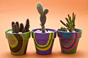 cuidado-de-los-cactus-2.jpg