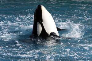 Orca